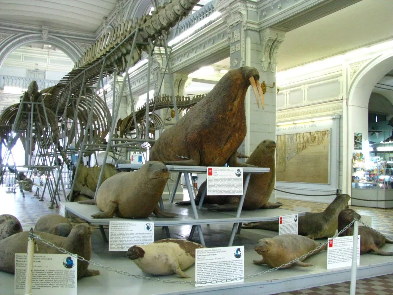 Парковка у зоологического музея в санкт-петербурге. Зоологический музей санкт петербург метро. Зоологический музей санкт петербург тенок дима. Зоологический музей санкт петербург метро. Зоологический музей санкт петербург метро.