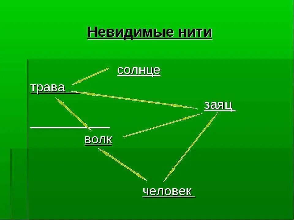 Невидимые нити песня. Что называют невидимыми нитями в природе. Невидимые нити песня. Невидимые нити солнце трава заяц волк. Невидимые нити между природой и человеком.