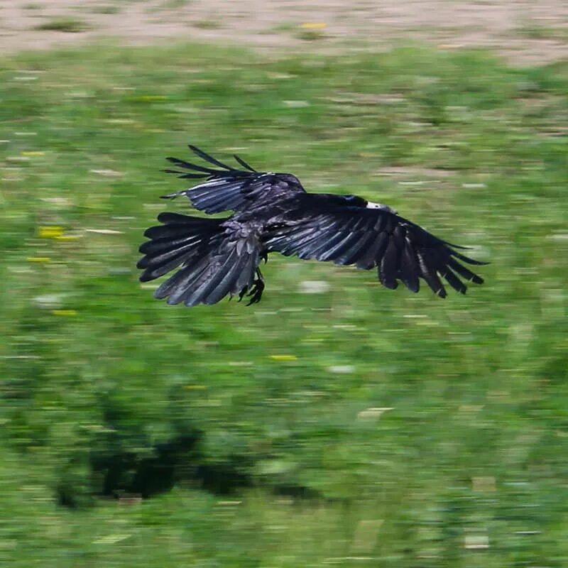 ворон и ворониха. американский ворон. семейство ворон. ворона. черный ворон 36.
