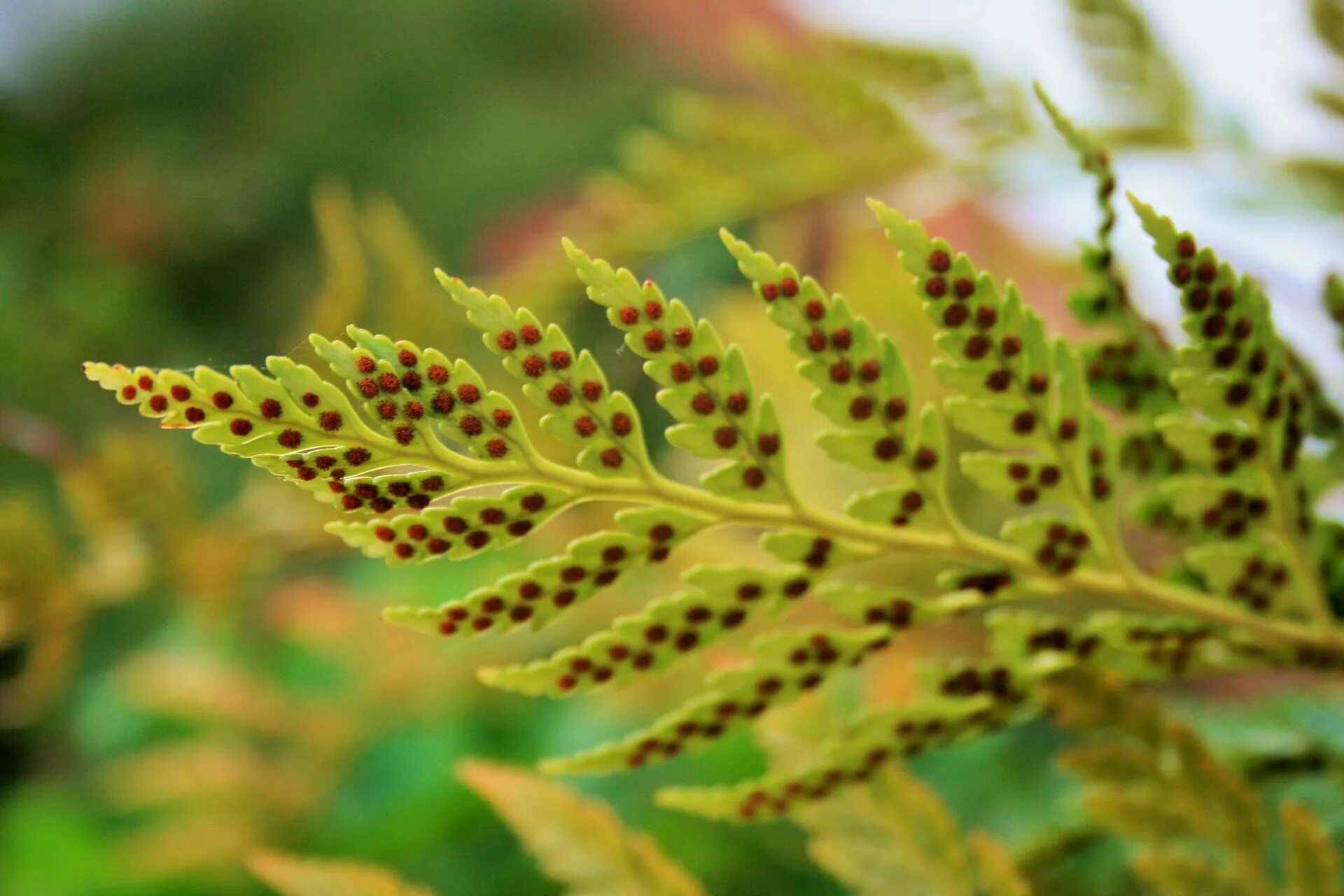 Fern Reproduction and Life Cycle
