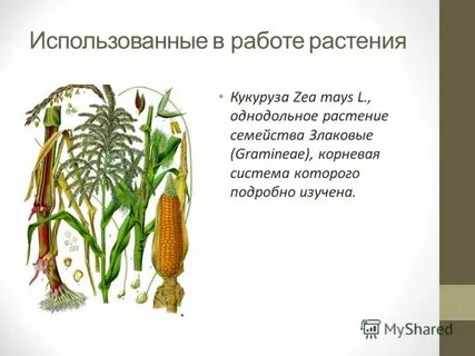 Кукуруза однодольное растение