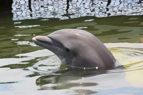 Водные млекопитающие животные