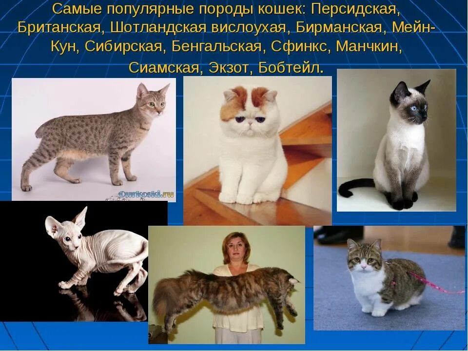 Породы кошек с фотографиями. Виды кошек с названиями. Какие есть породыкошак. Какие породы конёк бывают.