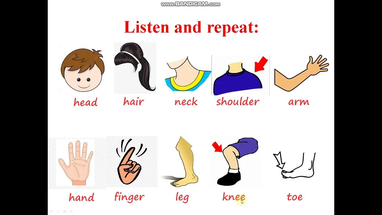 Heads and hands. Body Parts стишок для детей. Карточки Parts of the body hands. My body открытый урок 2 класс. These are my hands