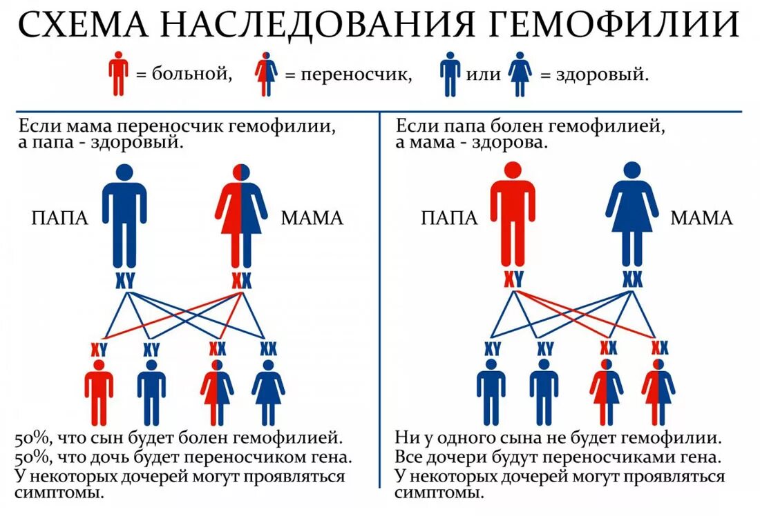 Гемофилия у человека наследуется