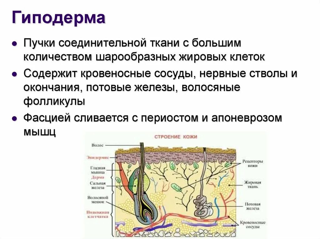 Гиподерма строение и функции. Схематическое строение гиподермы. Гистологическое строение гиподермы. Строение гиподермы 8 класс. Гиподерма соединительная ткань.