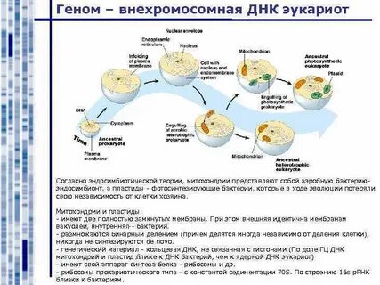 От какой группы микроорганизмов эукариоты получили гены