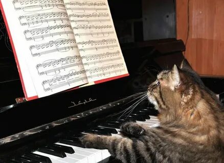 Смешная песня кота