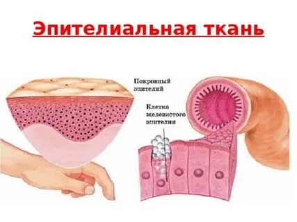 Не существует эпителий