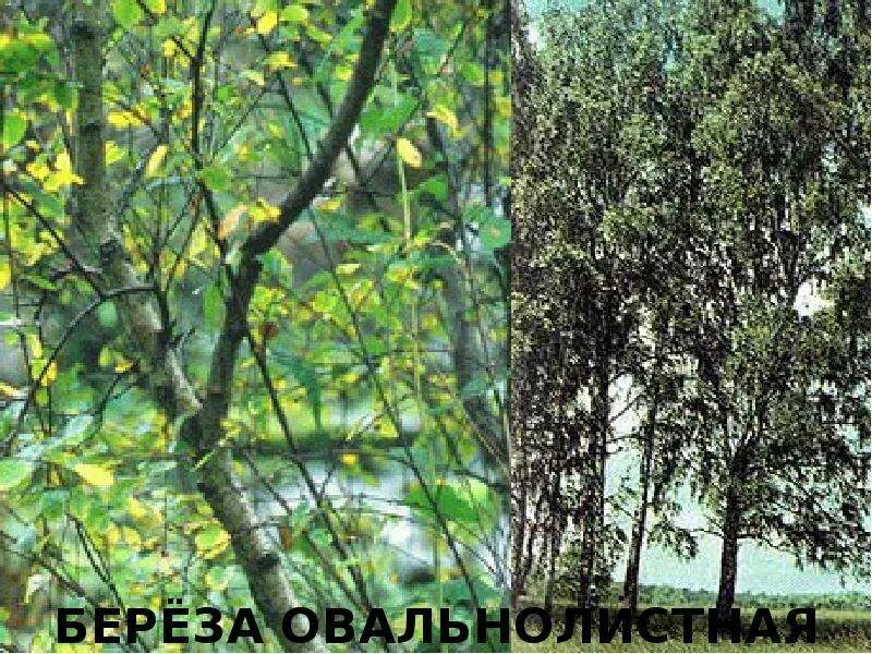 Березка приморская. Betula ovalifolia. Береза Приморский край. Берёза овальнолистная. Береза в Приморском крае.