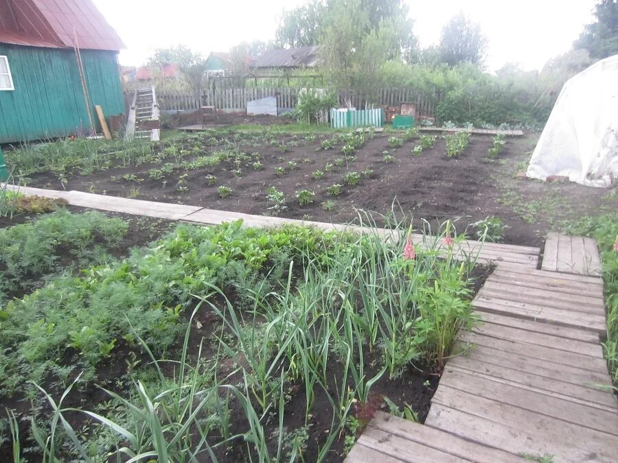 Садовое общество купить. Садовый участок Кемерово. Садоводческое общество Южное. Садовое общество Южное 80. Полоть 4 сотки.