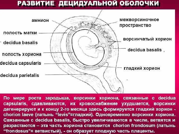 Внезародышевые органы человека. Внезародышевые оболочки. Внезародышевые оболочки человека. Формирование внезародышевых органов.