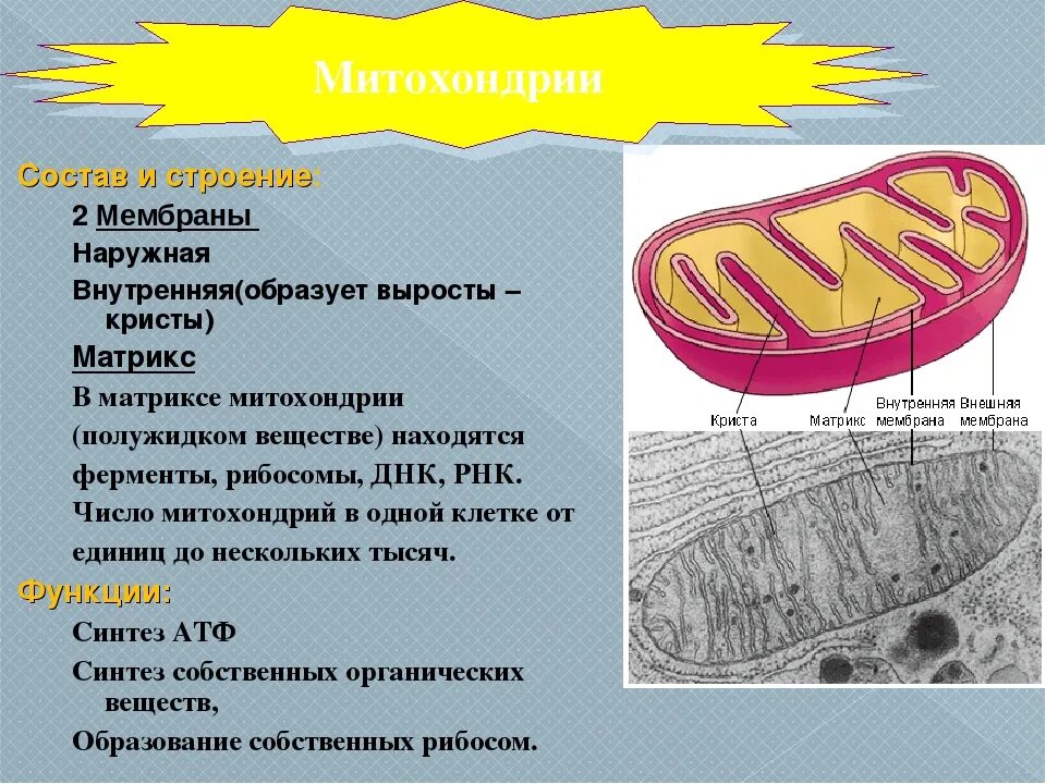 Кристы и Матрикс митохондрий. Функции наружной мембраны митохондрий. Наружная и внутренняя мембрана. Внутренняя мембрана митохондрий.