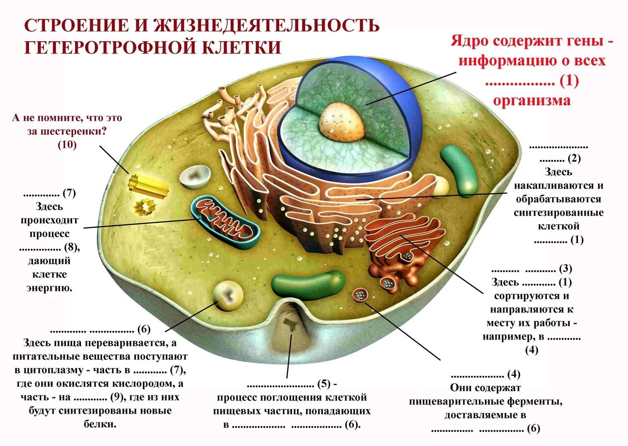 Растительная клетка название органоидов. Строение клетки 10-11 класс биология. Строение клетки животного 10 класс биология. Строение клетки 9 класс биология. Клетка животного строение 8 класс.