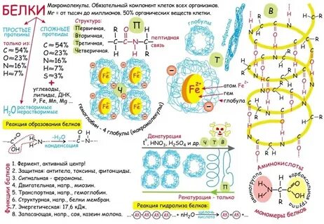 Белки клетки егэ биология
