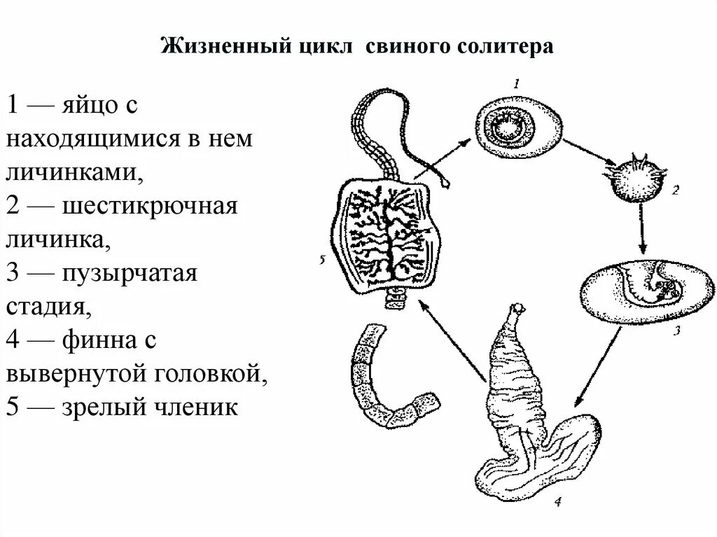 Какая стадия свиного цепня разовьется. Цикл развития свиного цепня. Цикл развития свиного солитера схема. Свиной цепень цикл развития схема. Жизненный цикл развития свиного цепня.