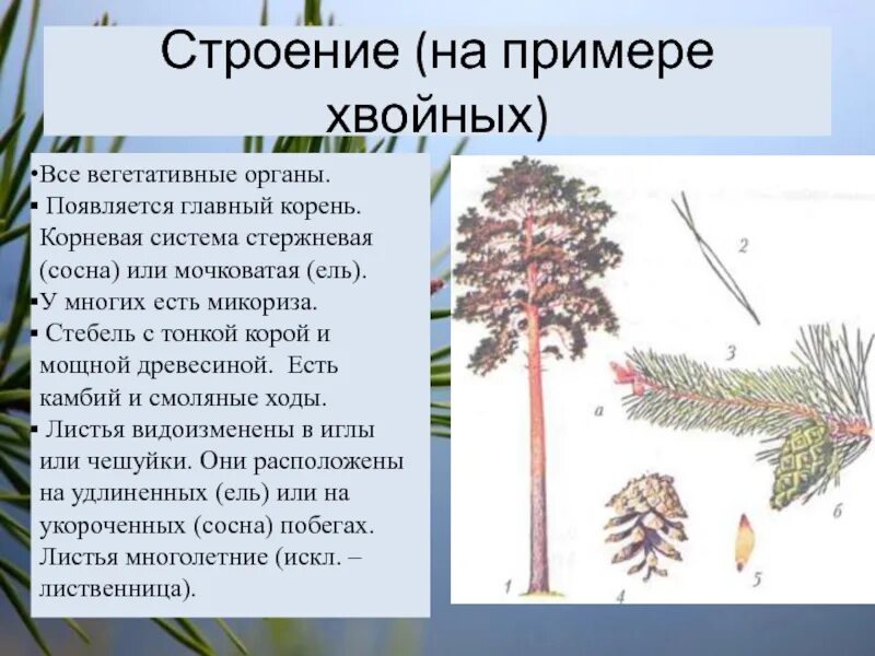 Органа хвойного. Строение голосеменных. Строение голосеменных растений. Строение вегетативных органов голосеменных. Строение вегетативного органа голосеменного растения.