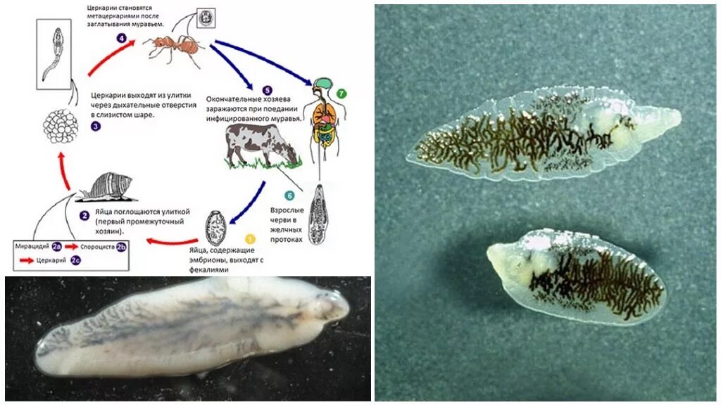 Личинка в промежуточном хозяине. Dicrocoelium lanceatum жизненный цикл. Dicrocoelium dendriticum жизненный цикл. Цикл развития ланцетовидного сосальщика. Ланцетовидная двуустка жизненный цикл.