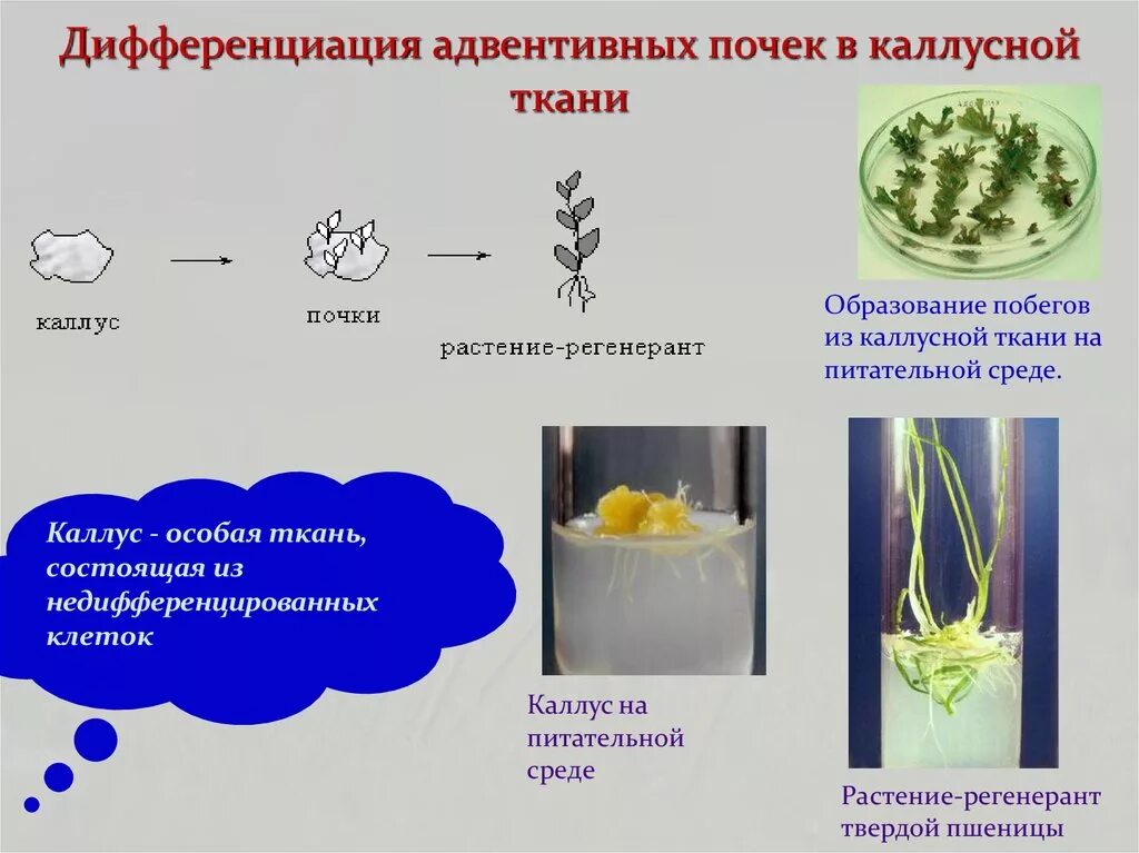 Микроклональное размножение растений Каллус. Дифференциация адвентивных почек в каллусной ткани. Культура клеток растений Каллус. Каллусная ткань.