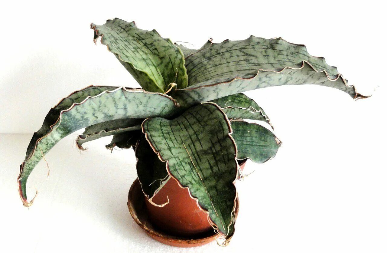 Сансевиерия kirkii silver blue. Сансевиерия альмонд сильвер. Сансевиерия сильвер блю кирка. Сансевиерия сильвер блю кирка. Сансевиерия кирка sansevieria kirkii.