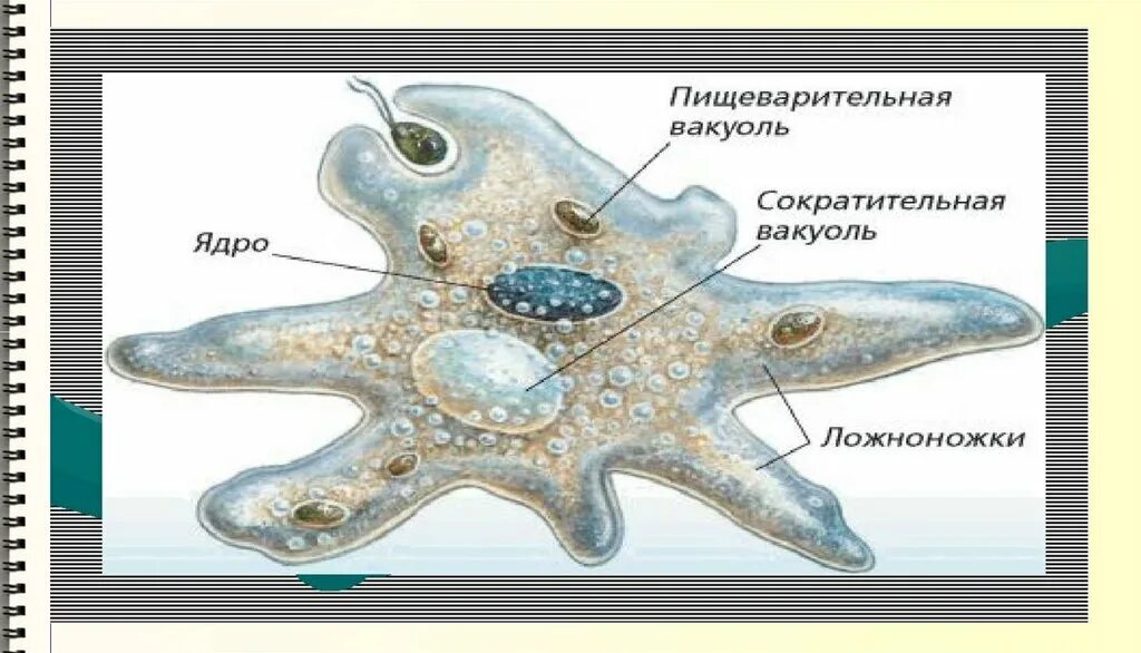 Сократительная пищеварительная вакуоль. Строение эвглены зеленой и инфузории туфельки. Строение клетки вакуоль. Сократительная пищеварительная вакуоль. Вакуоль в животной клетке функции.
