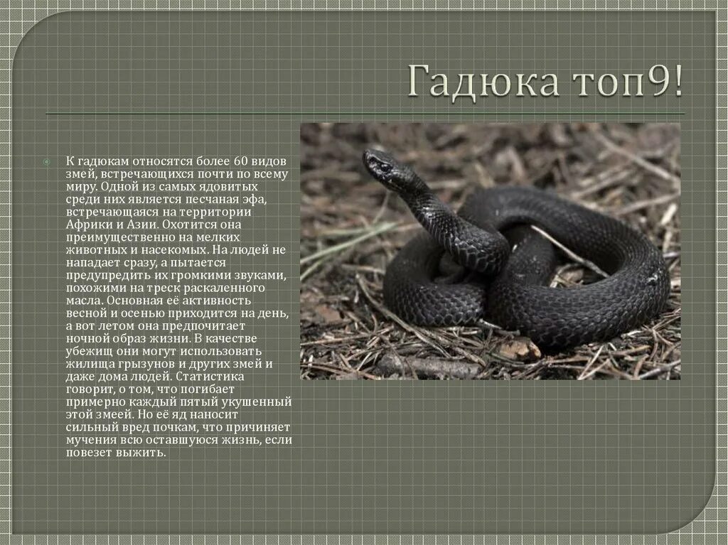 Гадюка толстой содержание. Гадюка толстой содержание