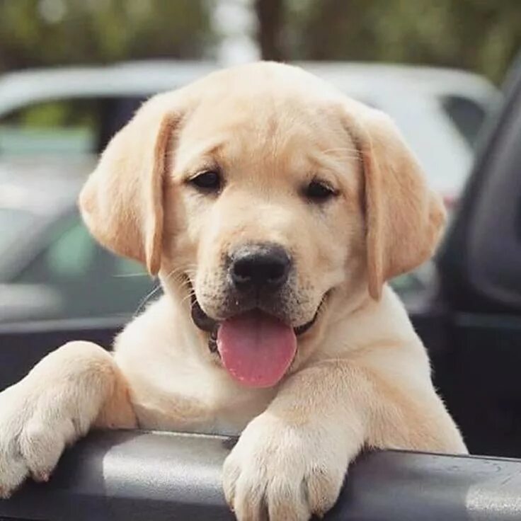 Dog c