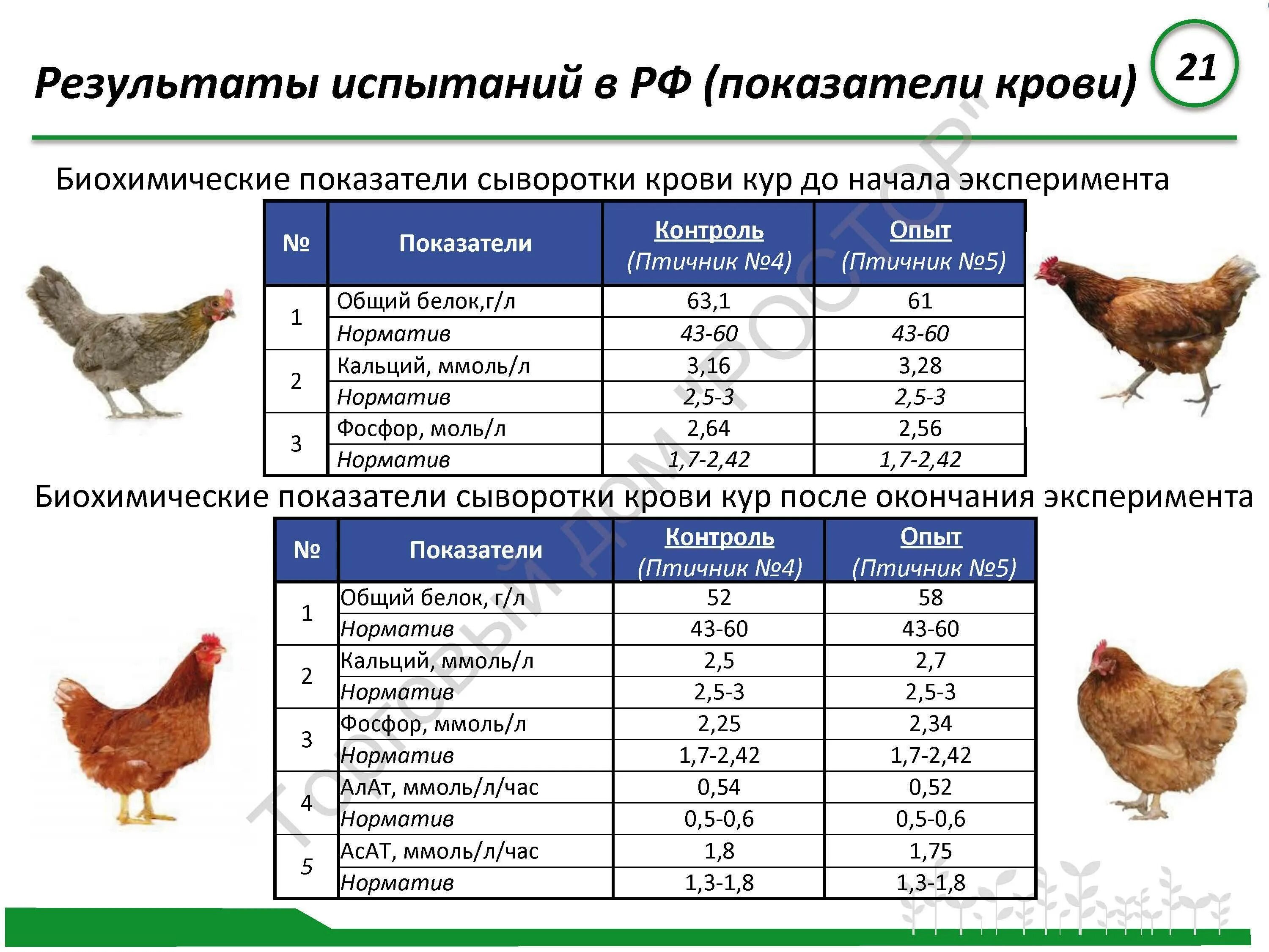 Таблица веса Ломан Браун. Куры Редбро таблица веса. Редбро яйценоскость. Таблица вес рост кур несушек. Ломан браун вес