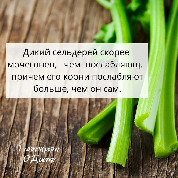 Диета на сельдерее. Дикий сельдерей. Сельдерей прикол. Шутки про сельдерей.