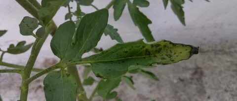 Коричневые листья на помидорах