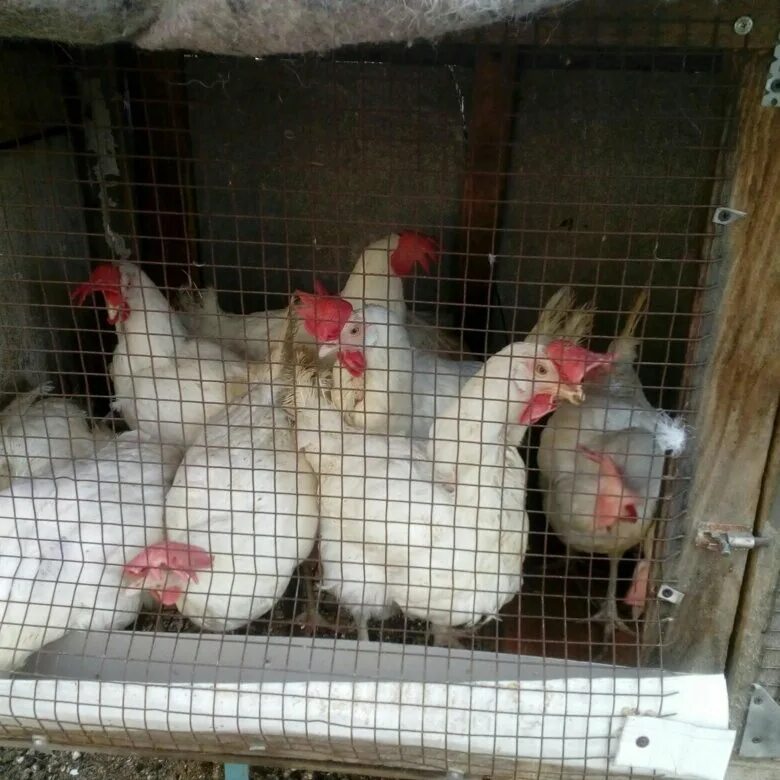 черёмушки куры несушки. куры несушки омск. белых курей молодок. ува куры молодки коралл. курятник с курами.