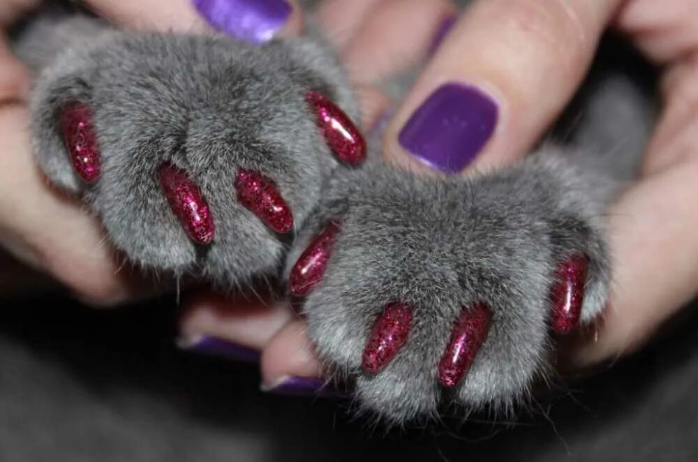 Сколько у кошки ногтей. Ногти для котов. Накладки на когти для кошек. Кошка на ногтях.