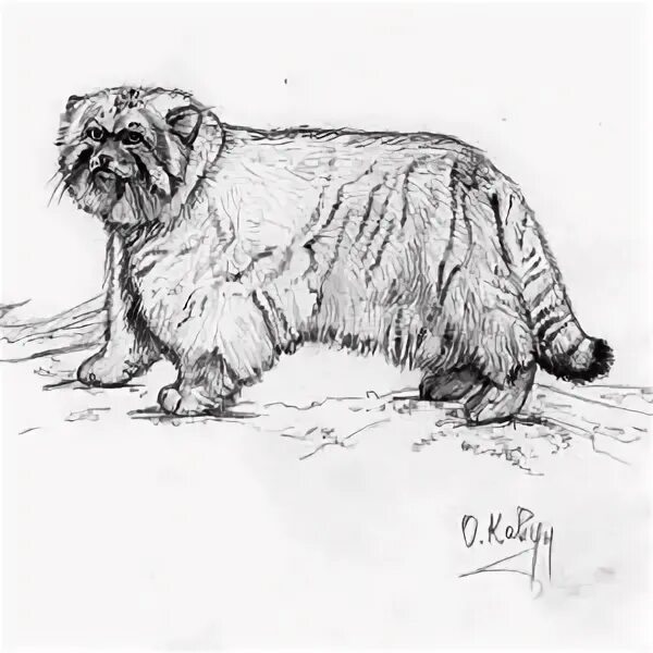 Sketch of Manul or Pallas Cat Head Isolated on White Background. Stock Vector - 