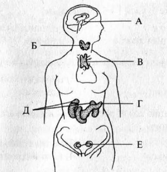 Участвует в выработке адреналина железа. Железы внутренней секреции. Занимательные задания по анатомии. Баланс йода у человека схема из учебника. Какой цифрой на рисунке обозначена железа выделяющая тироксин.