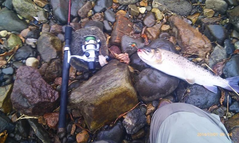 зимняя рыбалка в приморском. рыбы приморского края. рыбалка в тавричанке приморский край. река лефу. рыба в приморском крае.