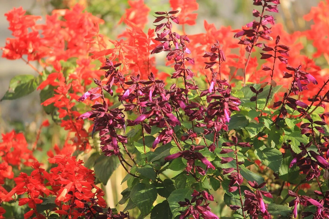 Сальвия блестящая Scarlet. Сальвия блестящая (Salvia splendens) carabiniere. Шалфей сверкающий (Salvia splendens. Сальвия красная Кардинал. Сальвия цветок когда сажать на рассаду