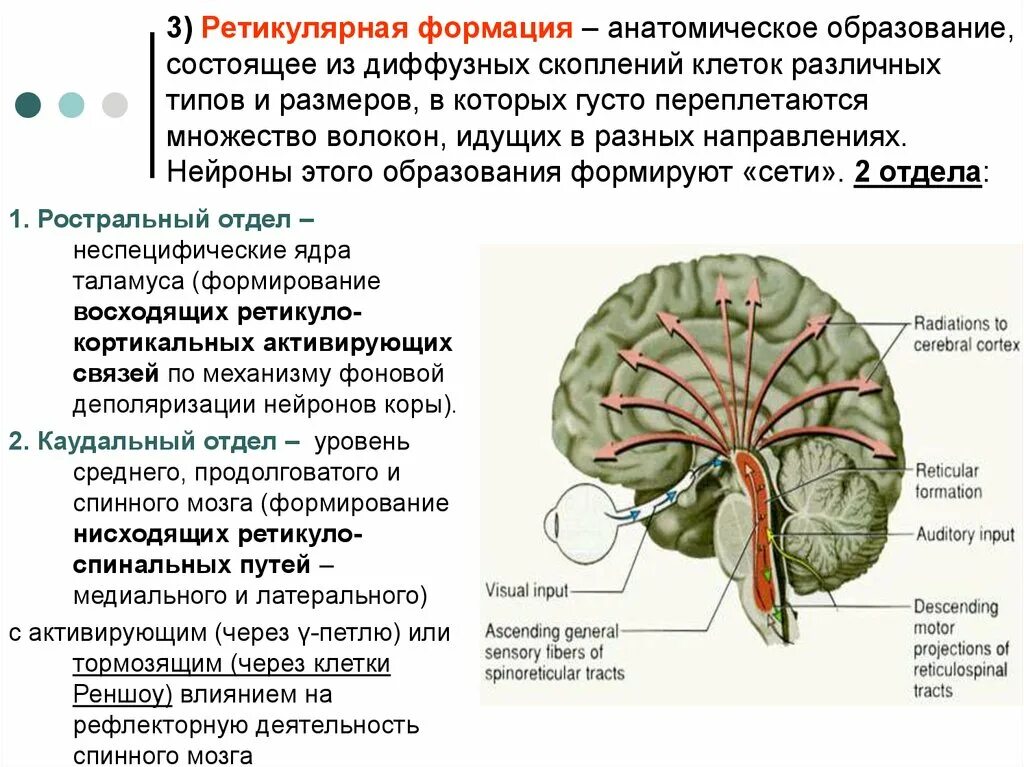 Отдел головного мозга ретикулярная формация. Ретикулярная формация ствола мозга. Функции ретикулярной формации анатомия. Функции ретикулярной формации ствола мозга. Корковая активность головного мозга