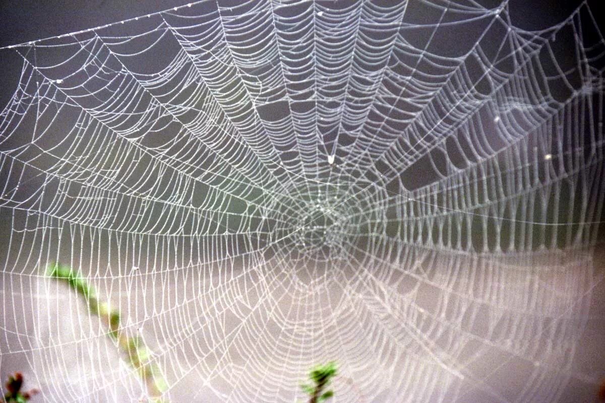 Паутина осенью. Травля пауков. Spider superstitions. Паутину снимать. Сплести паутину.