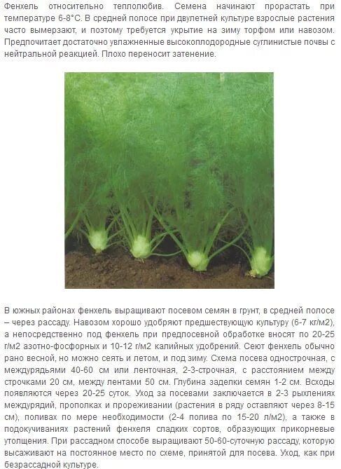 Фенхель посадка. Сорта корневого фенхеля. Фенхель многолетний или однолетний. Фенхель размножение. Фенхель в открытом грунте.