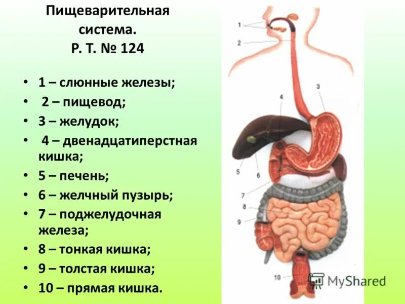 Кишечник желчный пузырь печень