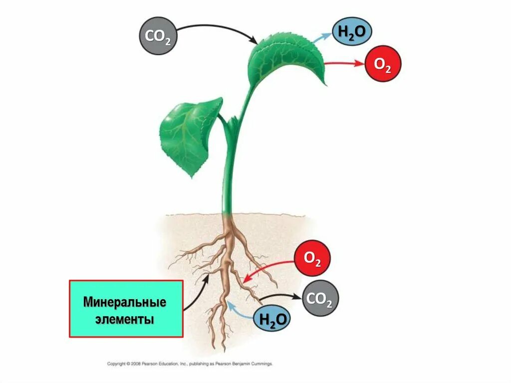 Plant physiology. Физиология растений. Физиологические растения. Физиологические процессы растений. Что такое физиология растений в биологии.