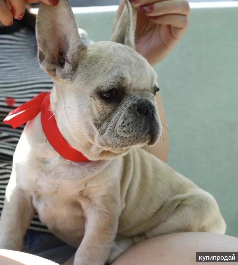 Французский бульдог brindle. Французский бульдог окрас мерле. Редкие бульдоги. Французский бульдог голубой фавн окрас. Французский бульдог окрас мерль.