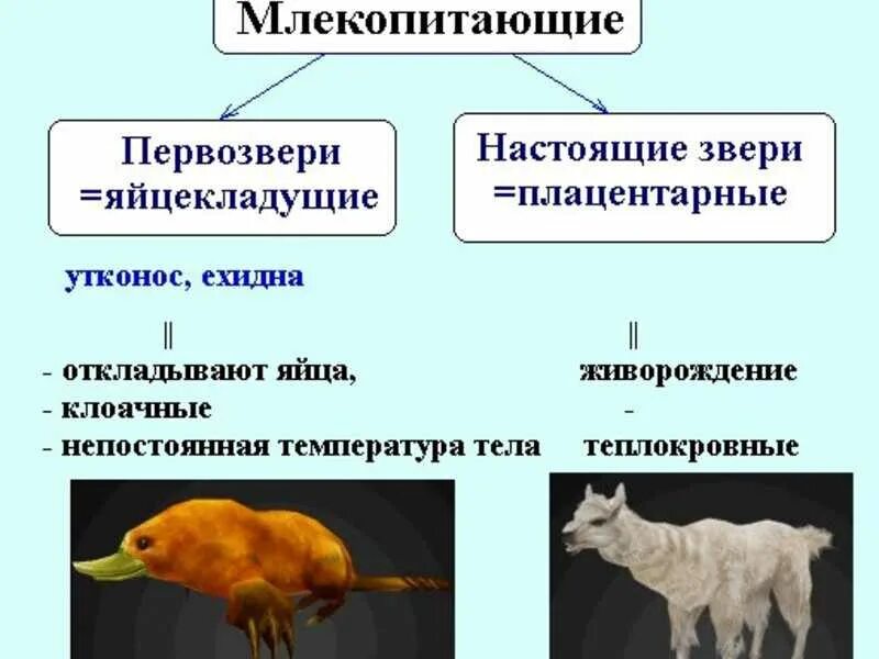 Группы организмов в биологии 7 класс. Классификация млекопитающих животных. Многообразие плацентарных млекопитающих. Представители класса мле. Класс животных млекопитающие.