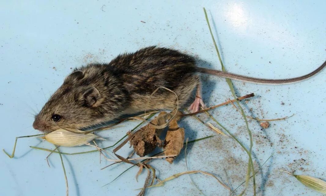 Мышь отряд. Степная мышовка. Мышовка Степная Sicista subtilis (Pallas, 1773). Мышовка Степная Sicista subtilis Pallas. Отряд Грызуны мышовка.