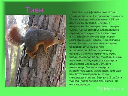 Белка по татарски