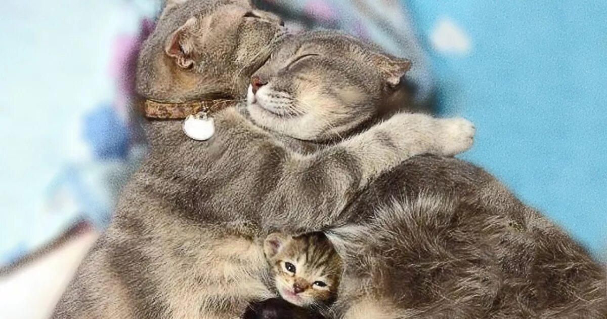 Папа кот видео. Папа кот видео. Папа кот видео. Папа кот видео. Научить кота драться.