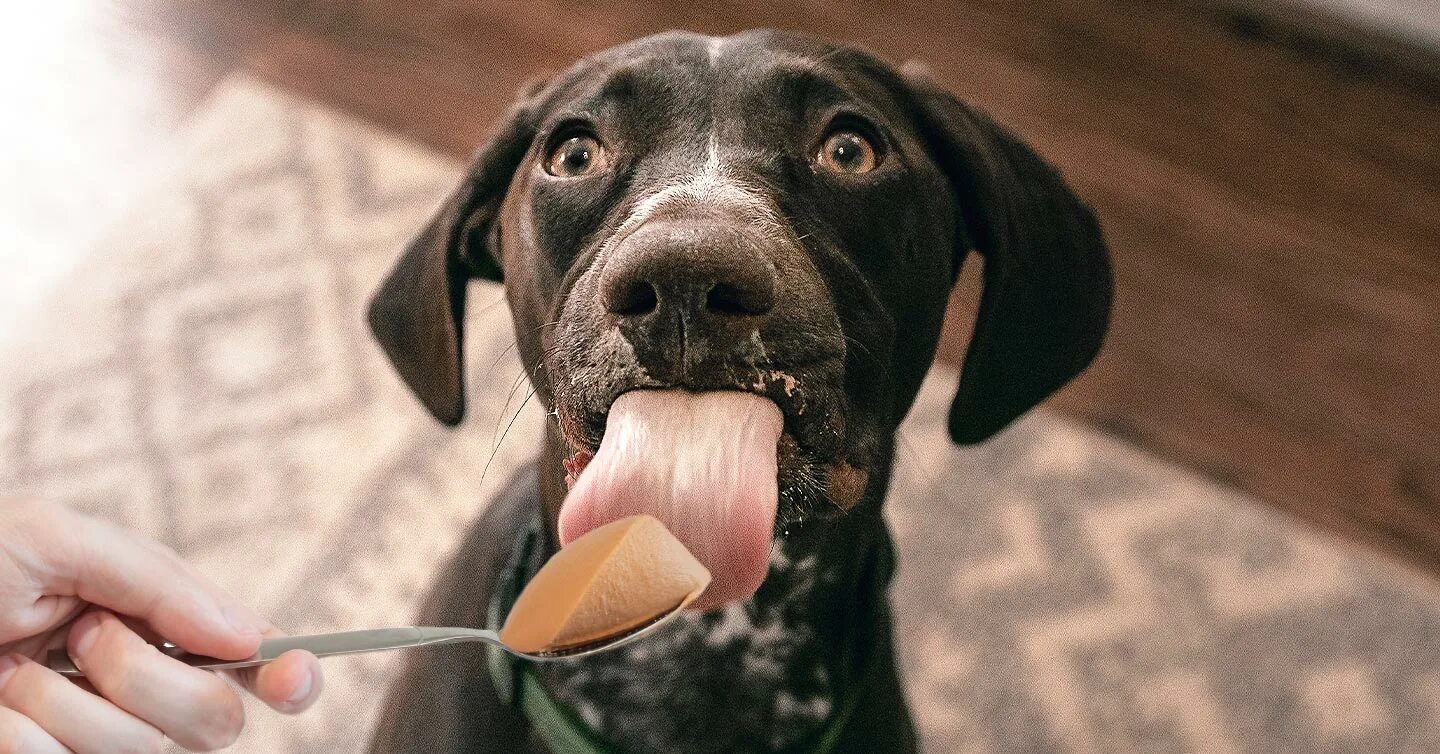 Можно давать собаке вареные кости. Dog eating. Dog eats a ищту. Собака из шоколада. Шоколад для собаки последствия.