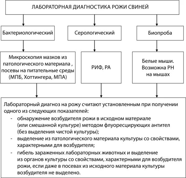 Рожистое воспаление дифференциальная диагностика. Лабораторные методы диагностики рожи свиней. Рожистое воспаление диагностика. Рожистое воспаление клинические проявления. Диагностика при рожистом воспалении.