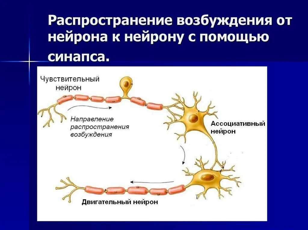 Процесс возбуждения нервных клеток. Передача нервного импульса по нейрону. Возбуждения по нервной клетке. Возбуждение нейрона. Возбудимость нейрона.