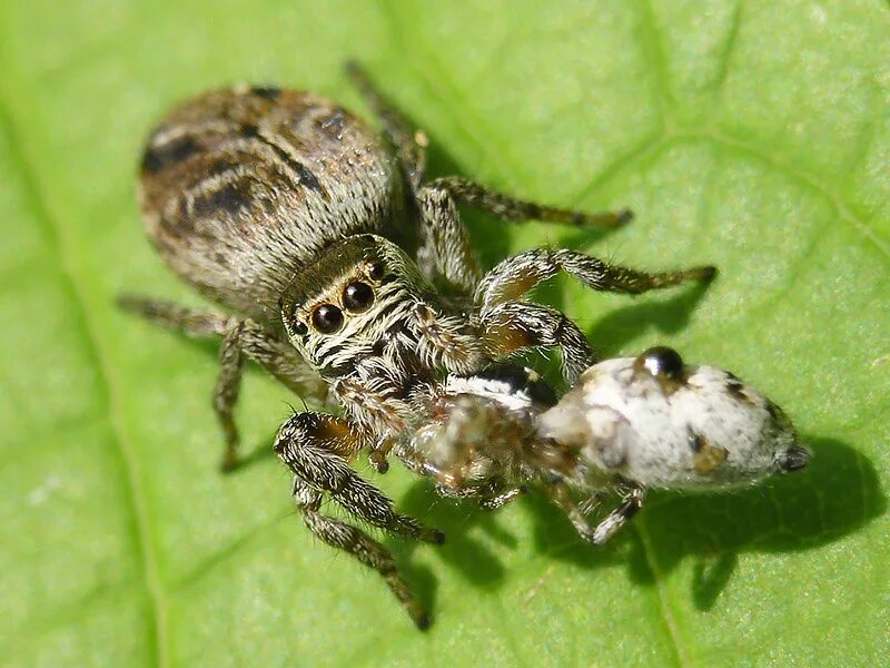 Скакунчики Evarcha arcuata. Evarcha arcuata паук-скакун. Самка паука. Пауки спаривание. Самка съедающая самца после спаривания